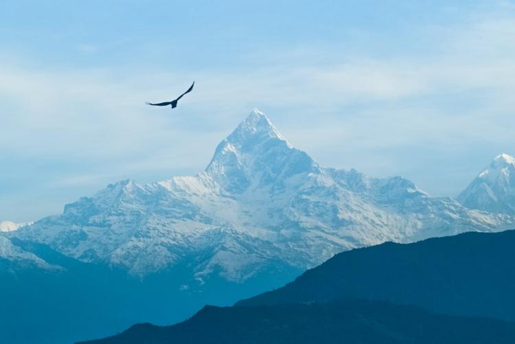 Mountain and eagle